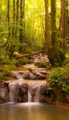 Divji Potok, foto: Zvone Butala